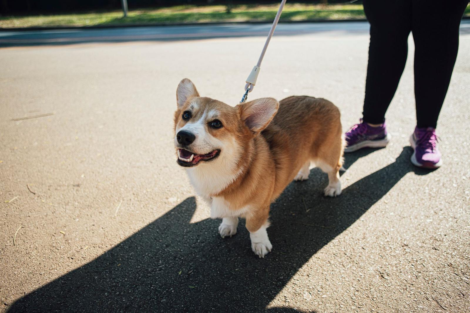 Leashes, lunges and lattes: Melbourne's dog-friendly parks are becoming the city's most unlikely fitness hubs